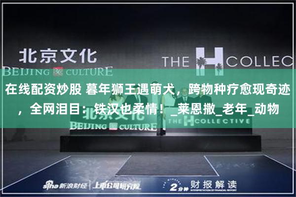 在线配资炒股 暮年狮王遇萌犬，跨物种疗愈现奇迹，全网泪目：铁汉也柔情！_莱恩撒_老年_动物